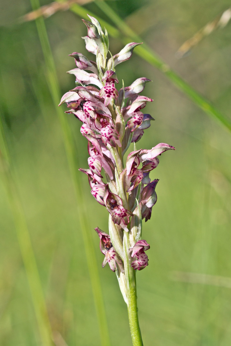 Anacamptis cariophora